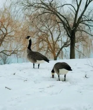 canada geese process-servers-alt-text-tag